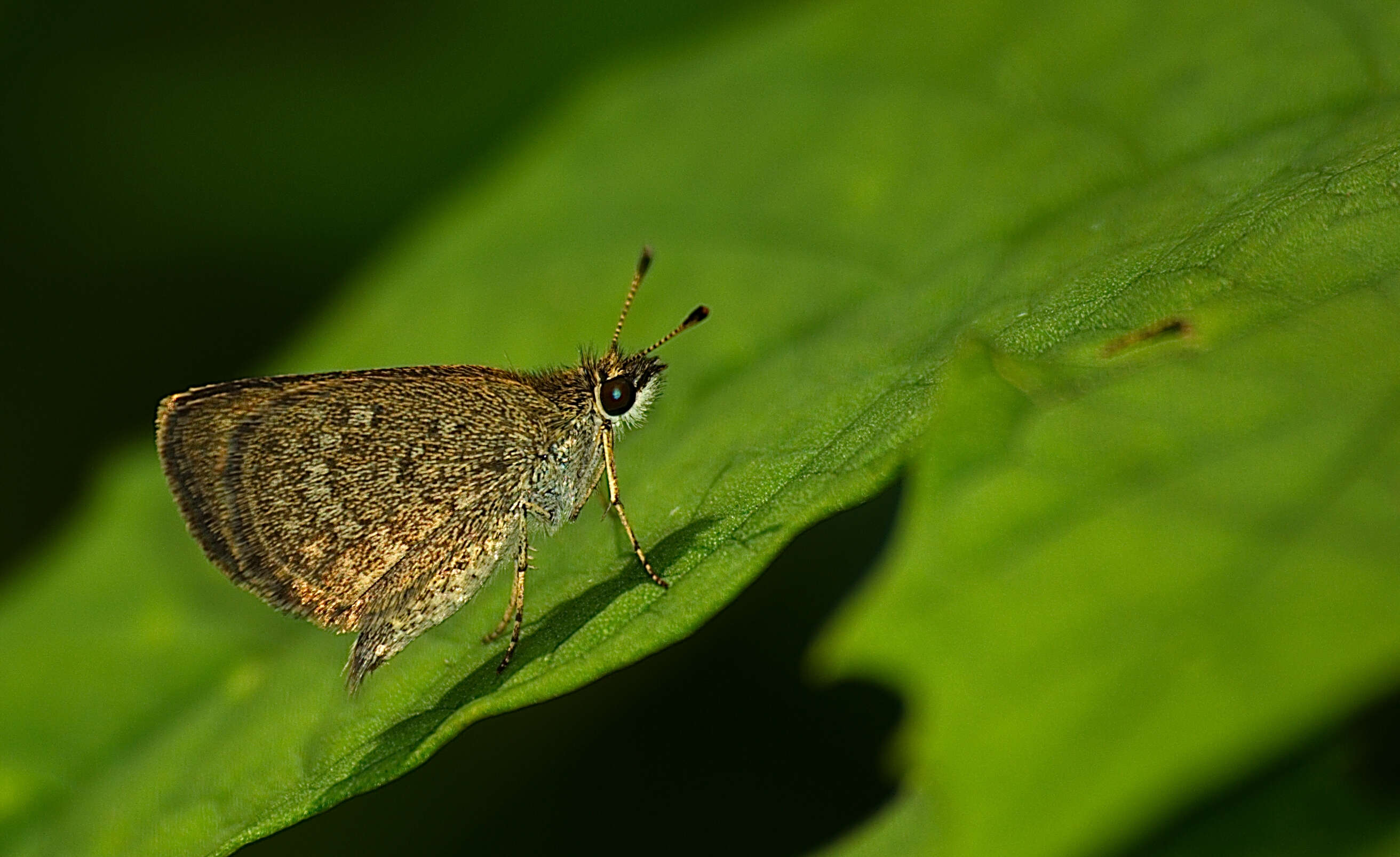 Image of Pygmy Scrub-hopper