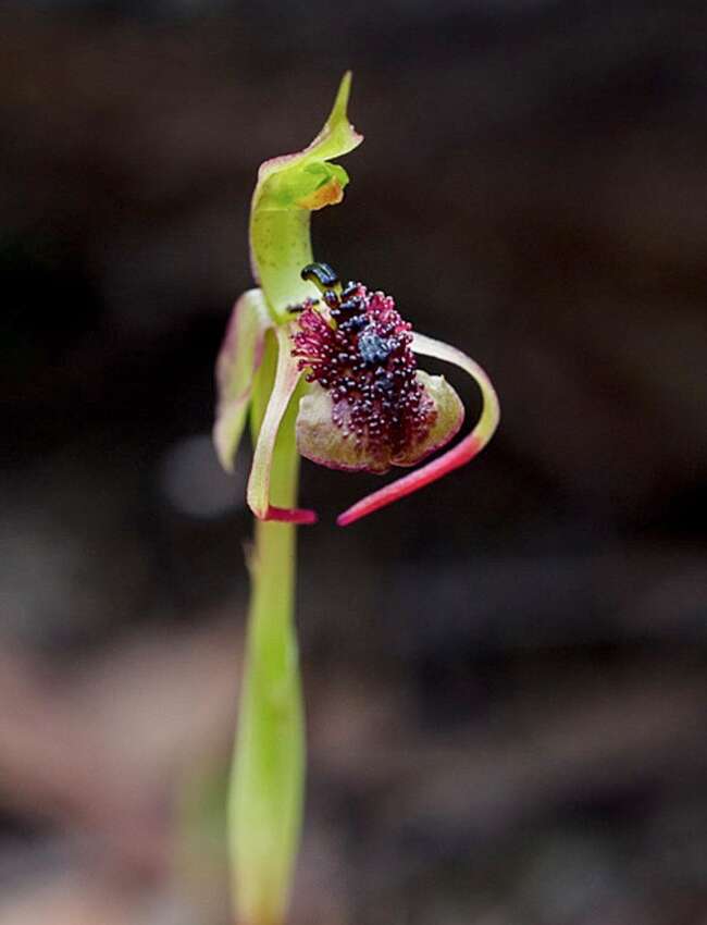 Image of Chiloglottis