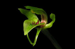 Image of Mountain bird orchid