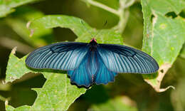 Image of Atrophaneura varuna (White 1842)