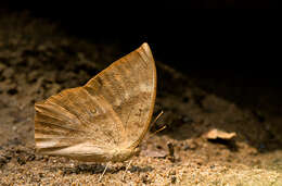 Imagem de Discophora sondaica Boisduval 1836