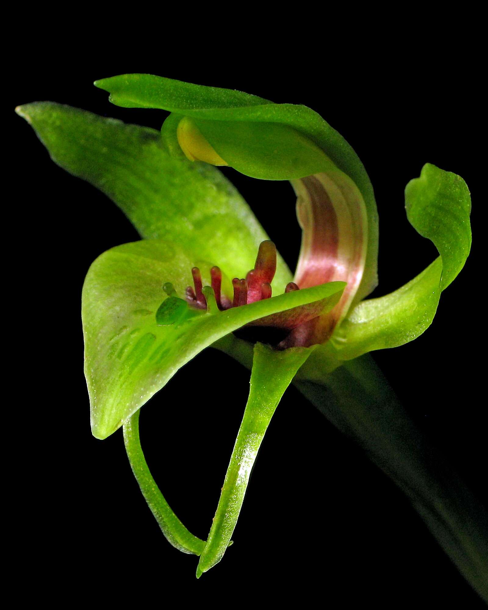 Image of Mountain bird orchid