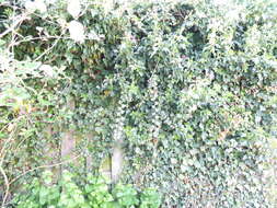 Image of English ivy