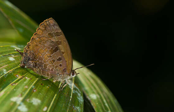 Image of Arhopala bazalus (Hewitson 1862)