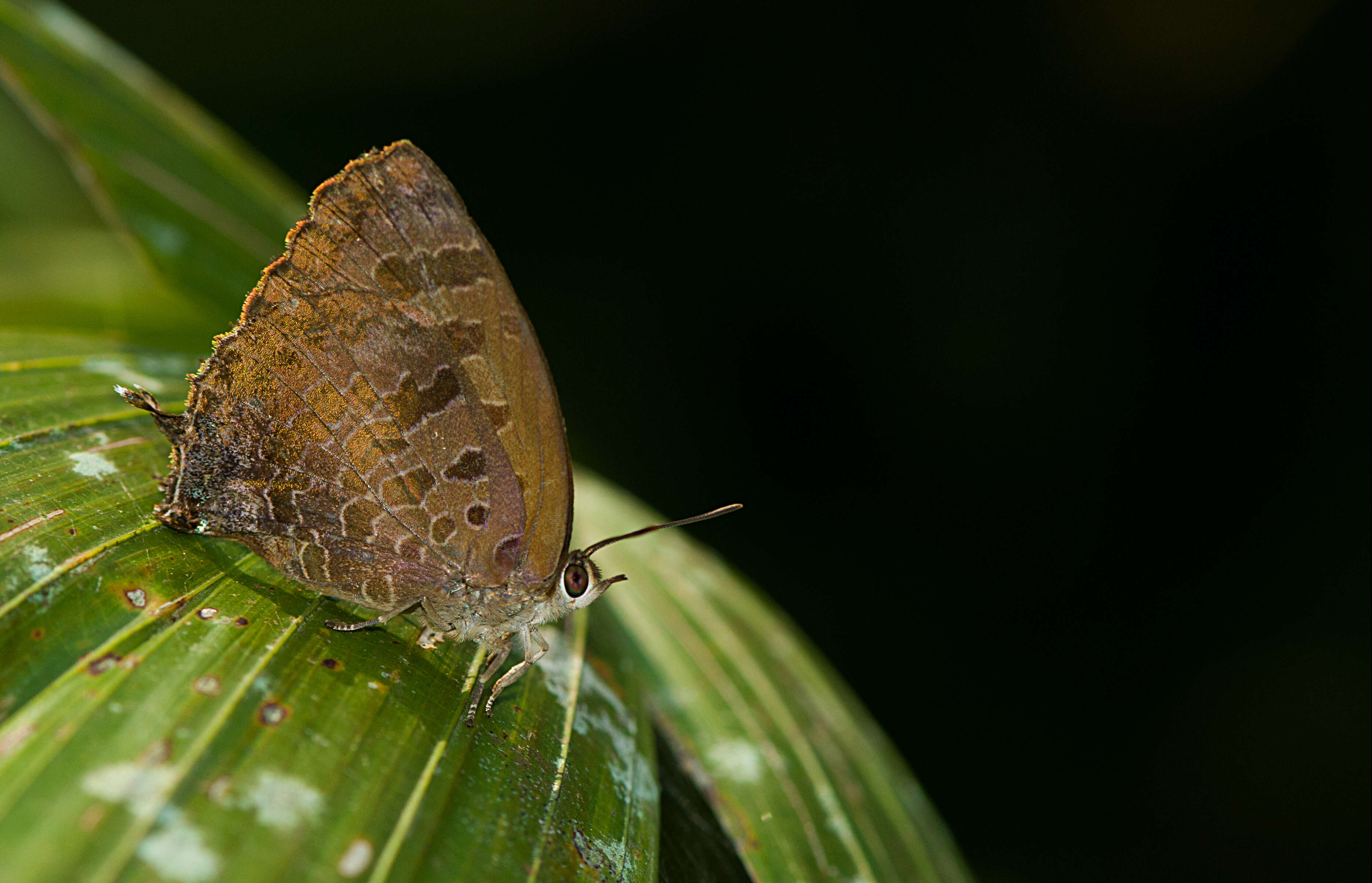 Image of Arhopala bazalus (Hewitson 1862)