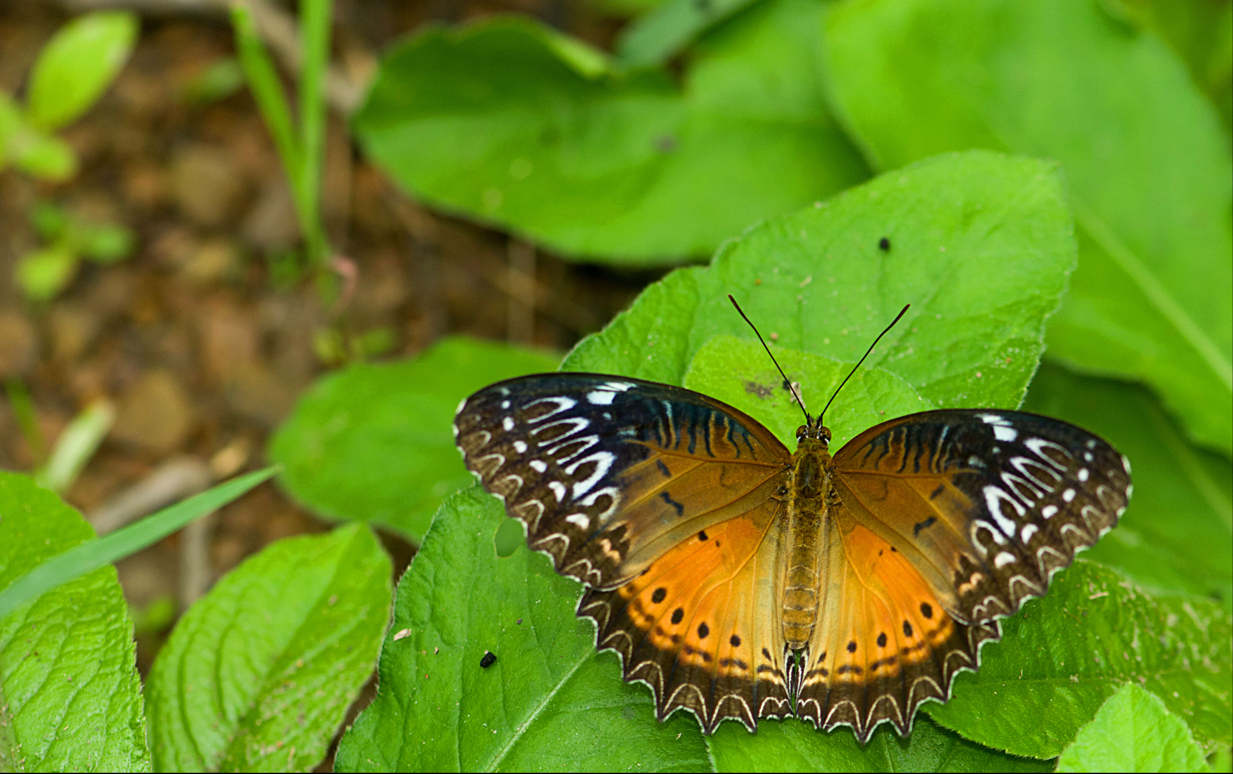 Cethosia biblis Drury 1770 resmi