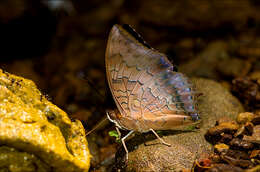 Imagem de Charaxes bernardus Fabricius 1793