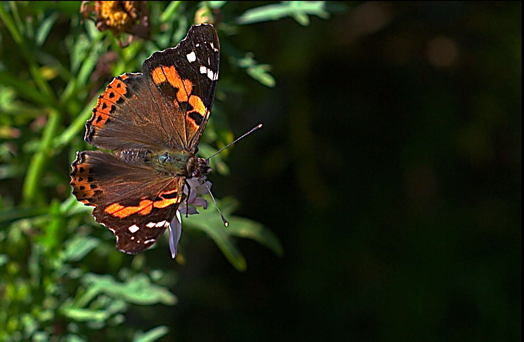 Image of Asian Admiral