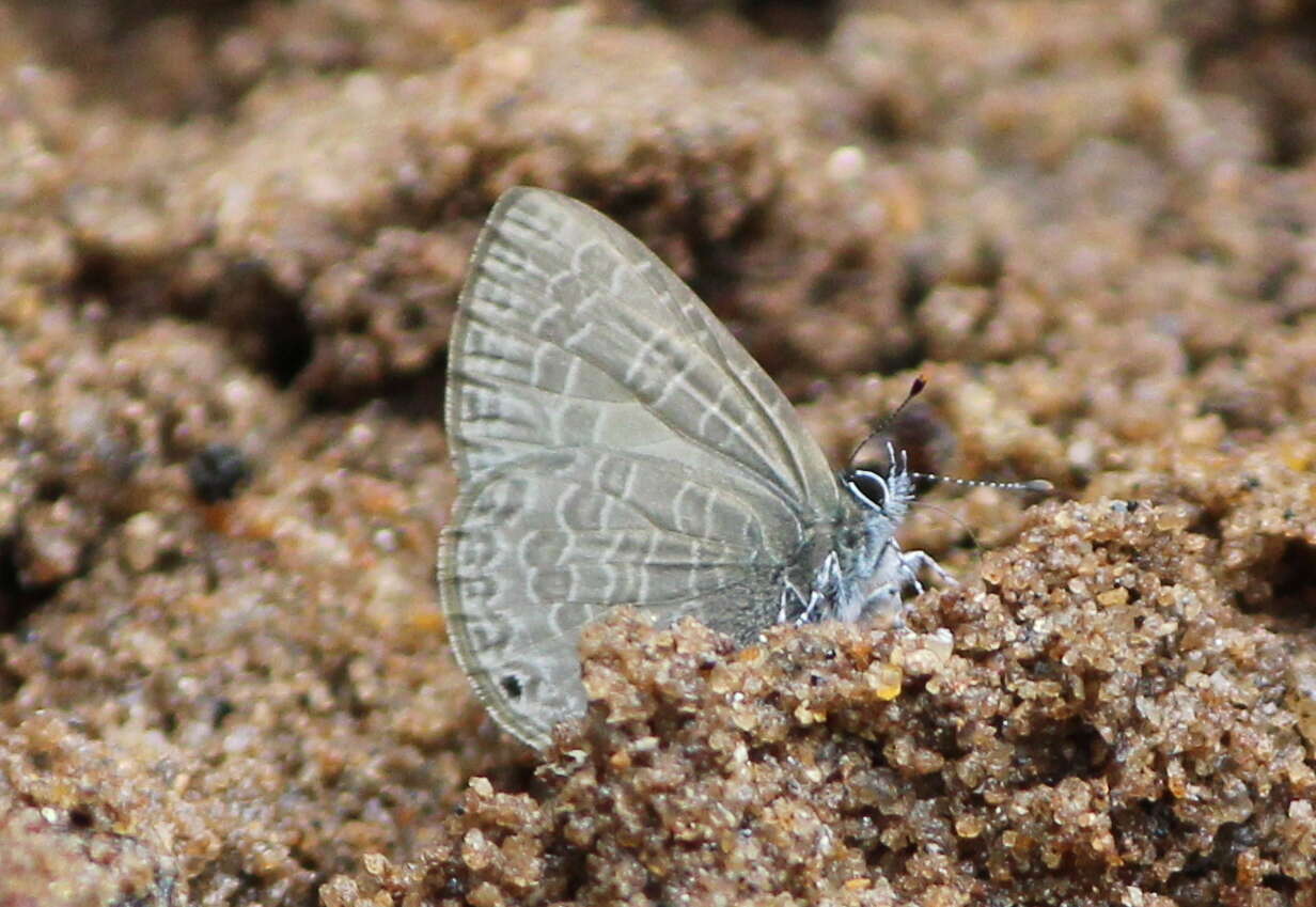 Image of Dingy Line blue