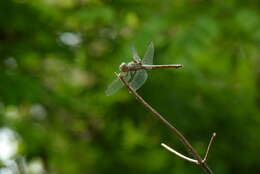 Image of Blue Chaser