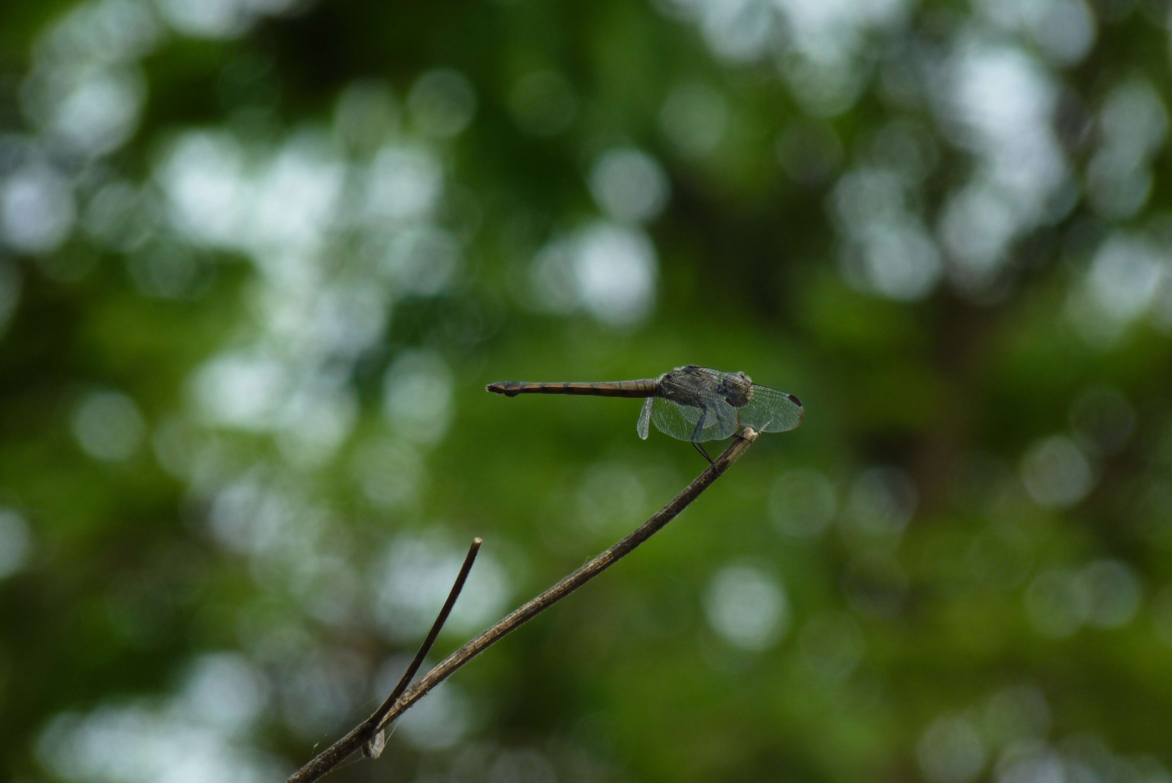 Image of Blue Chaser