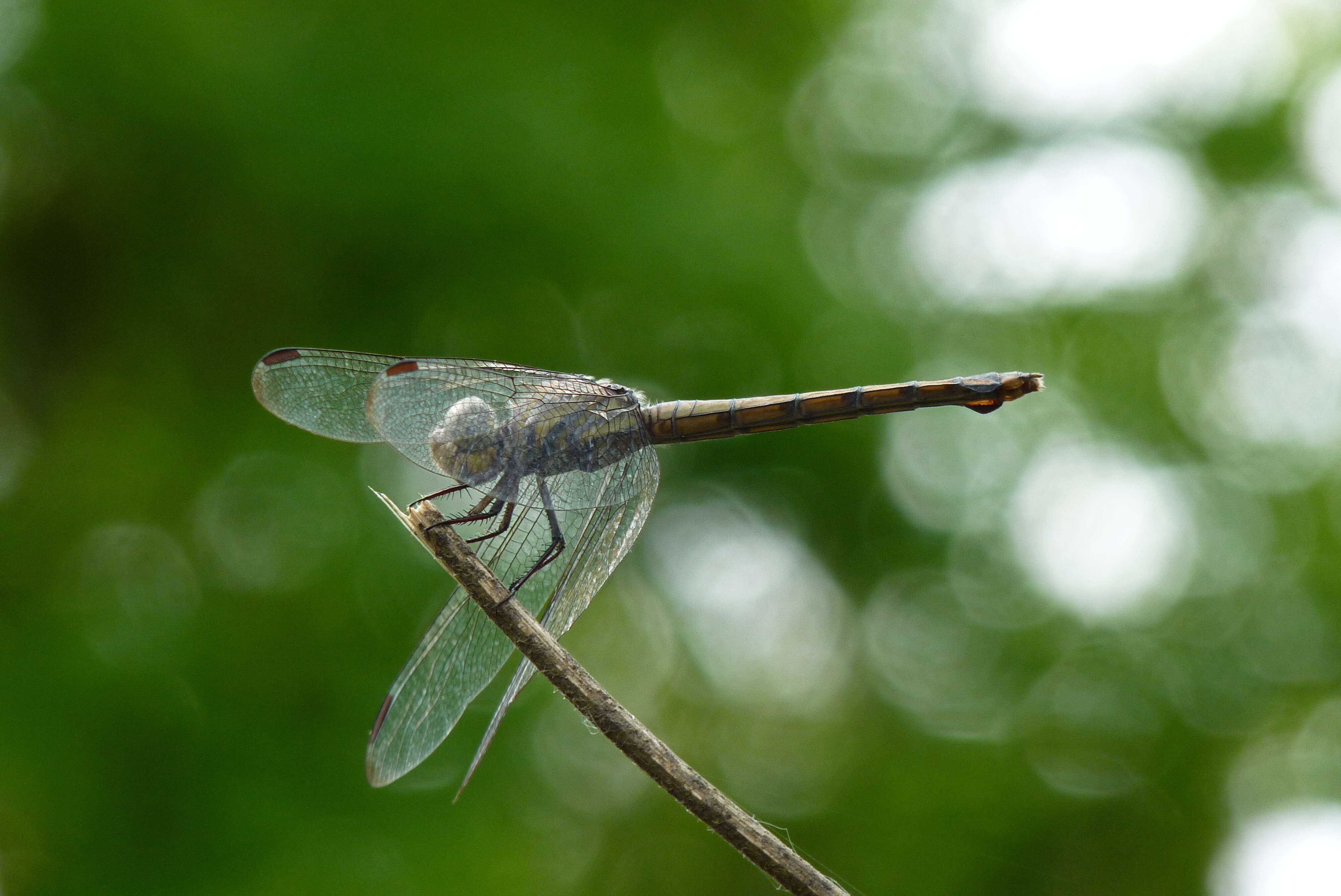 Image of Blue Chaser