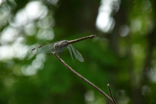 Image of Blue Chaser