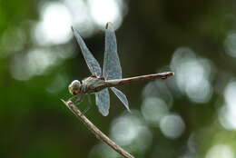 Image of Blue Chaser