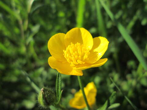 Image of common buttercup