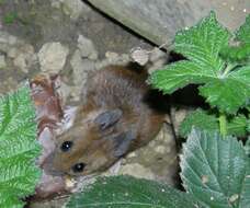 Image of Brown Rat