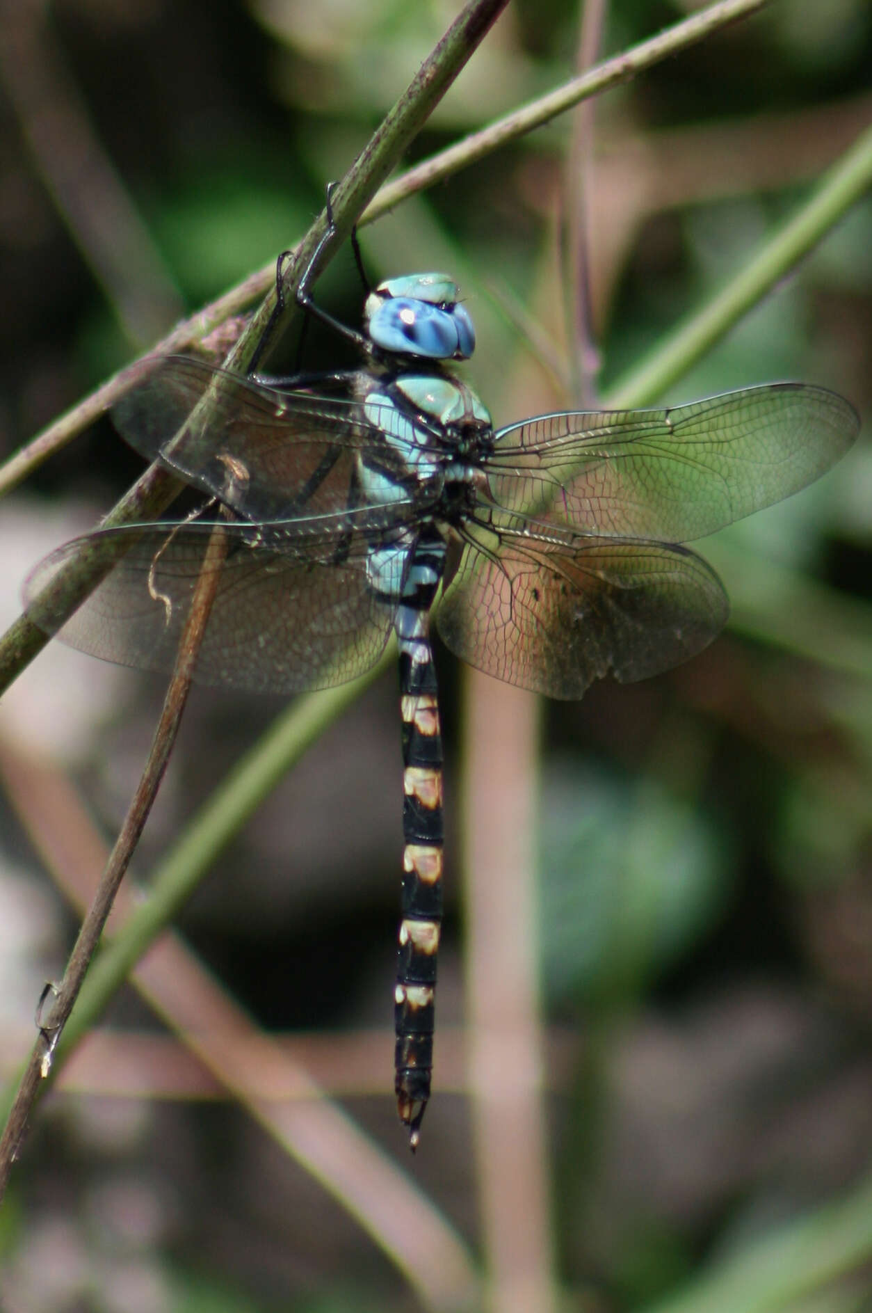 Слика од Anax immaculifrons Rambur 1842