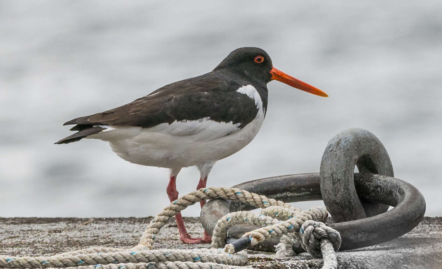 Image of oystercatcher, eurasian oystercatcher