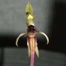 Imagem de Chiloglottis truncata D. L. Jones & M. A. Clem.