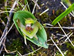 Image of Bog bird orchid