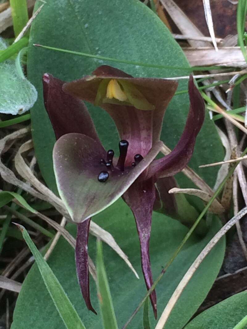 Image of Large bird orchid