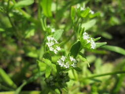 Image of Lewiston cornsalad