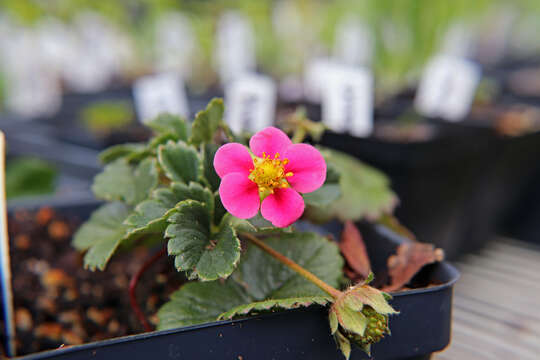 Image of Garden strawberry