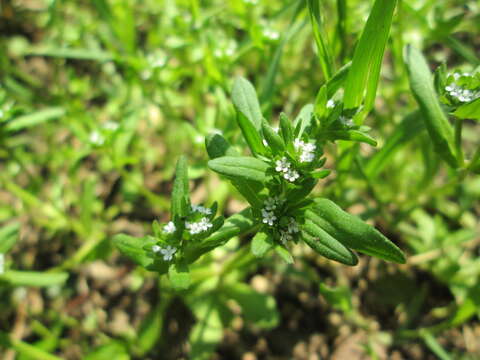 Image of Lewiston cornsalad