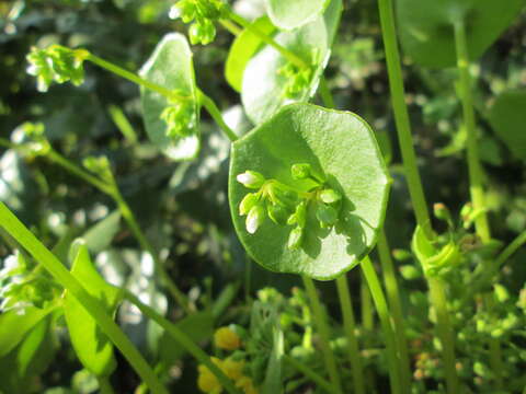 Image of Indian lettuce