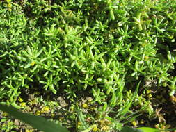 Image of White Stonecrop