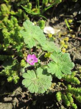 Imagem de Geranium molle L.