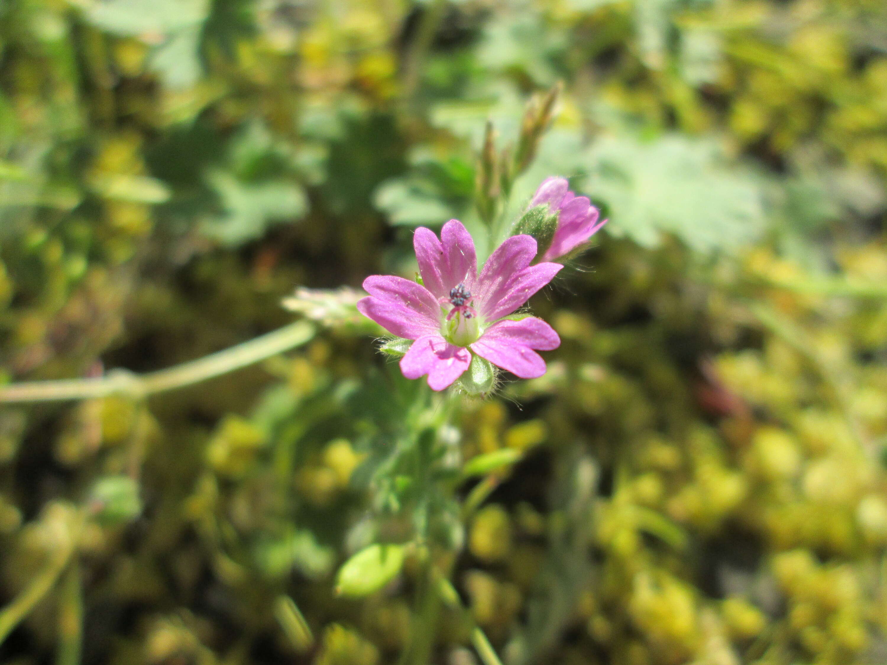 Imagem de Geranium molle L.