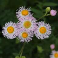 Image of Philadelphia fleabane