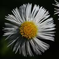 Image of Philadelphia fleabane