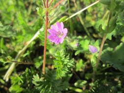 Imagem de Geranium molle L.