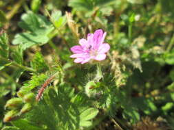 Imagem de Geranium molle L.