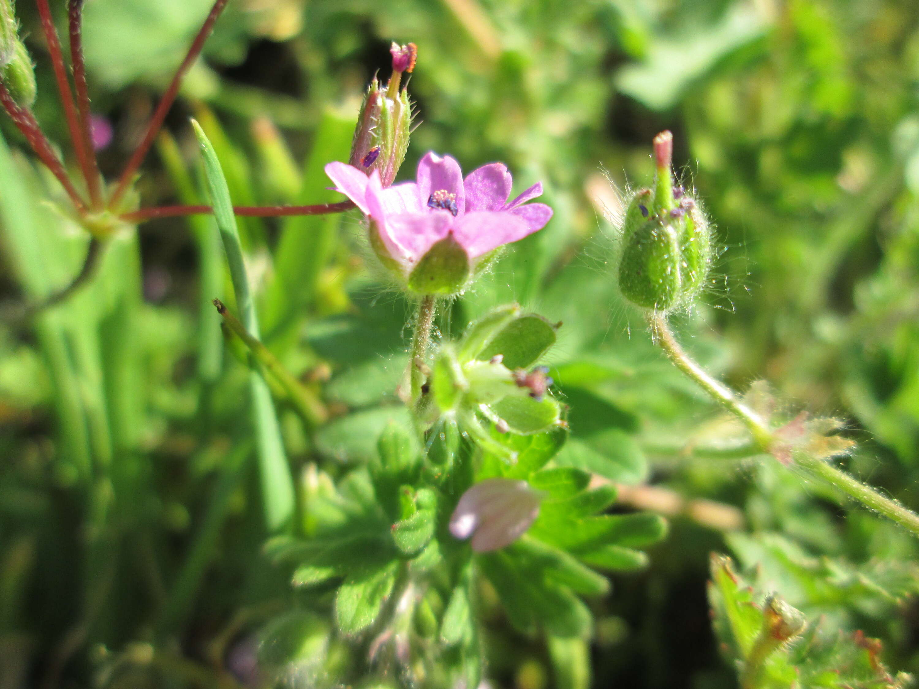 Imagem de Geranium molle L.