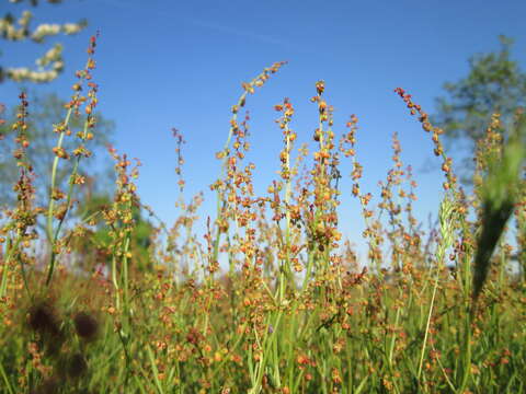 Image of Sheep's Sorrel