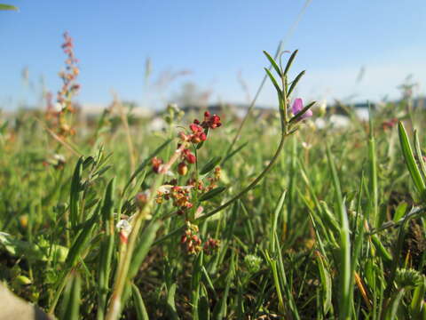 Imagem de Vicia lathyroides L.