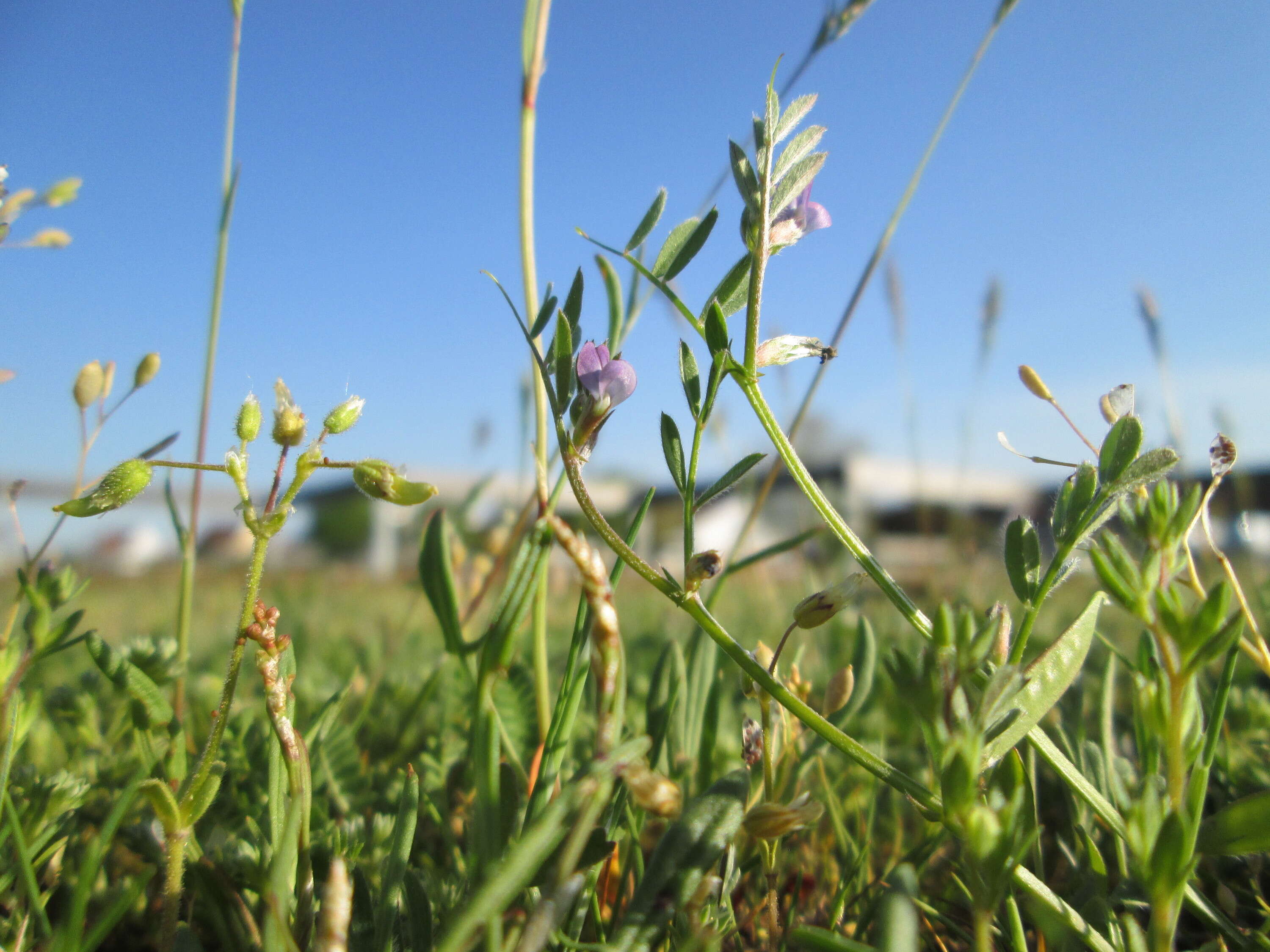 Image of spring vetch