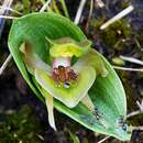 Image of Bog bird orchid