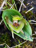 Image of Bog bird orchid