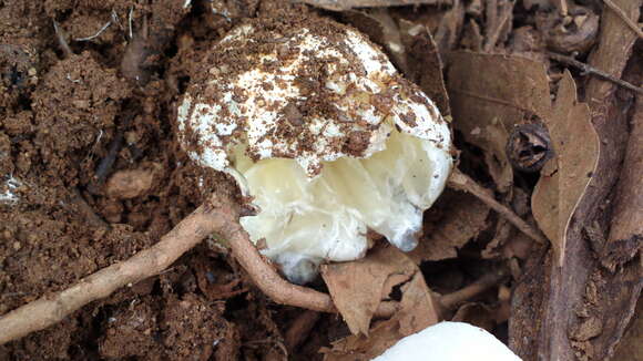 Image of Clathrus transvaalensis Eicker & D. A. Reid 1990