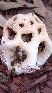 Image of Clathrus transvaalensis Eicker & D. A. Reid 1990