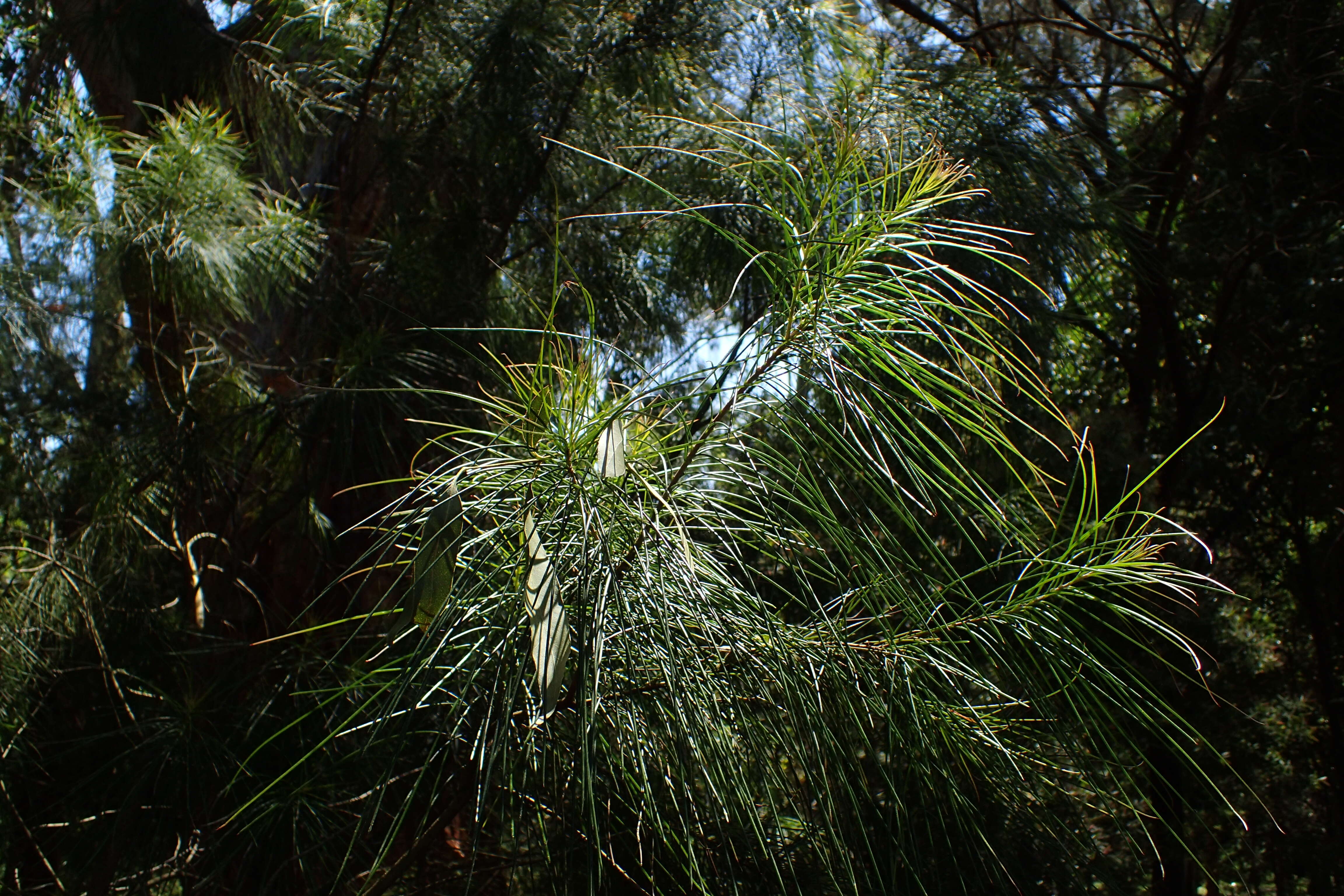 Imagem de Acacia mucronata Willd. ex H. L. Wendl.