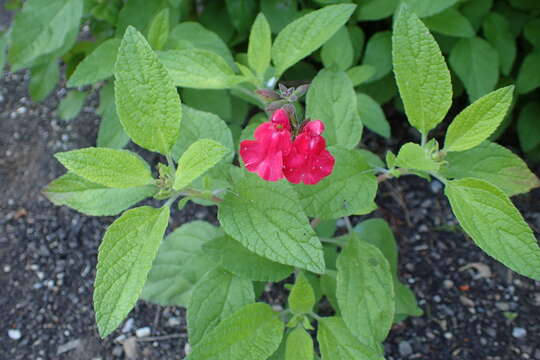 Salvia microphylla Kunth resmi