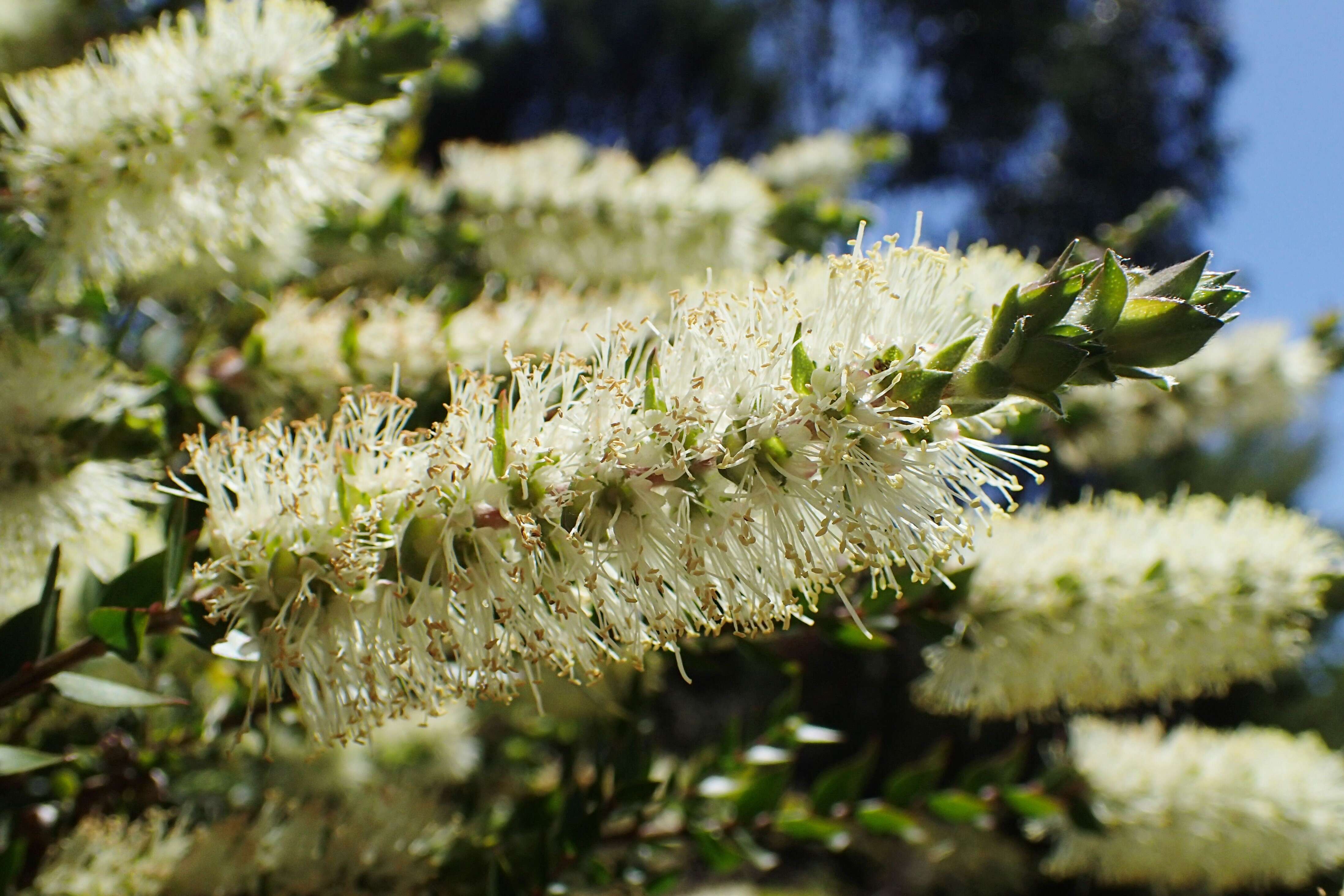 صورة Callistemon rigidus R. Br.