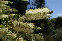 صورة Callistemon rigidus R. Br.