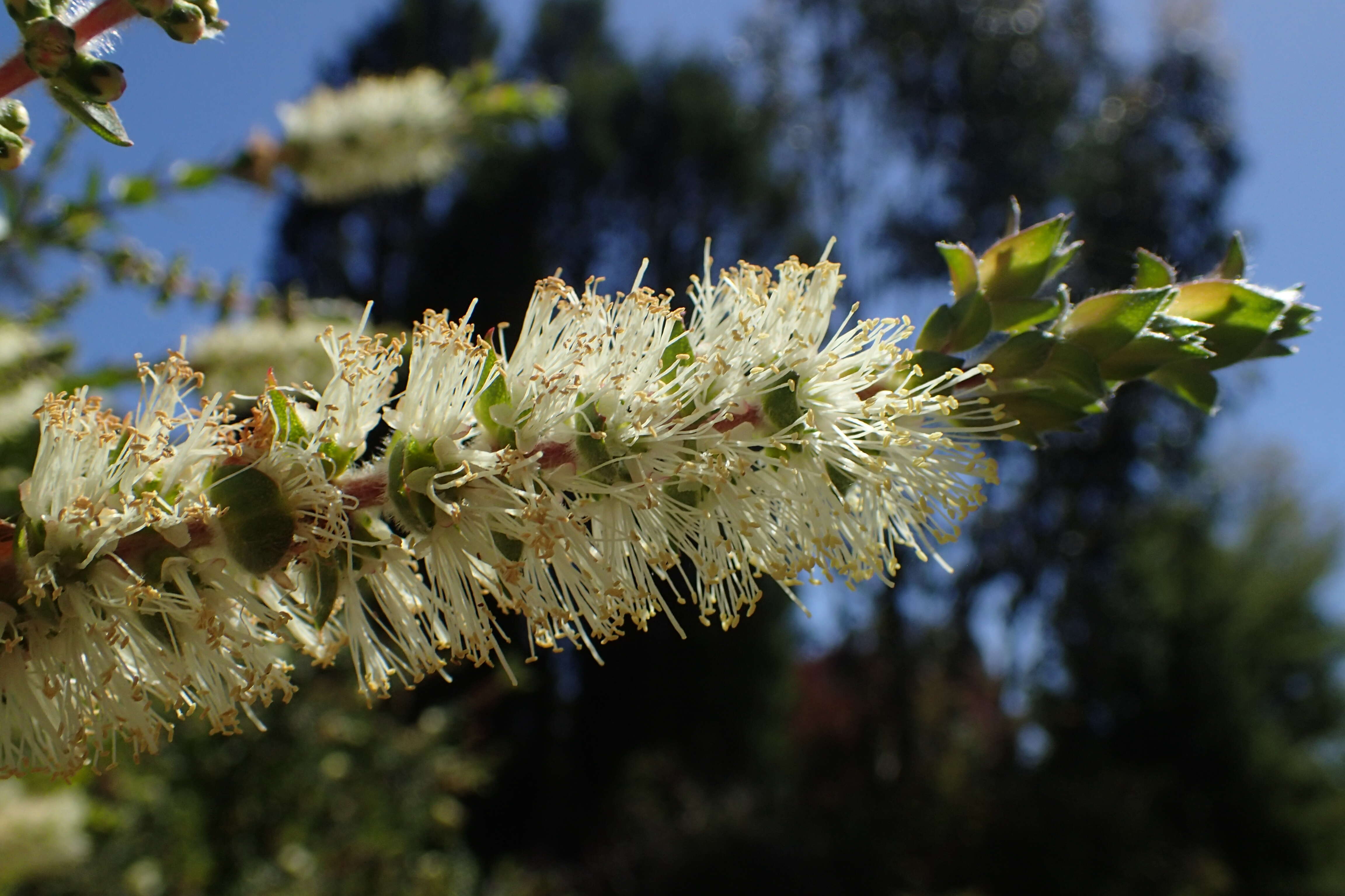 صورة Callistemon rigidus R. Br.