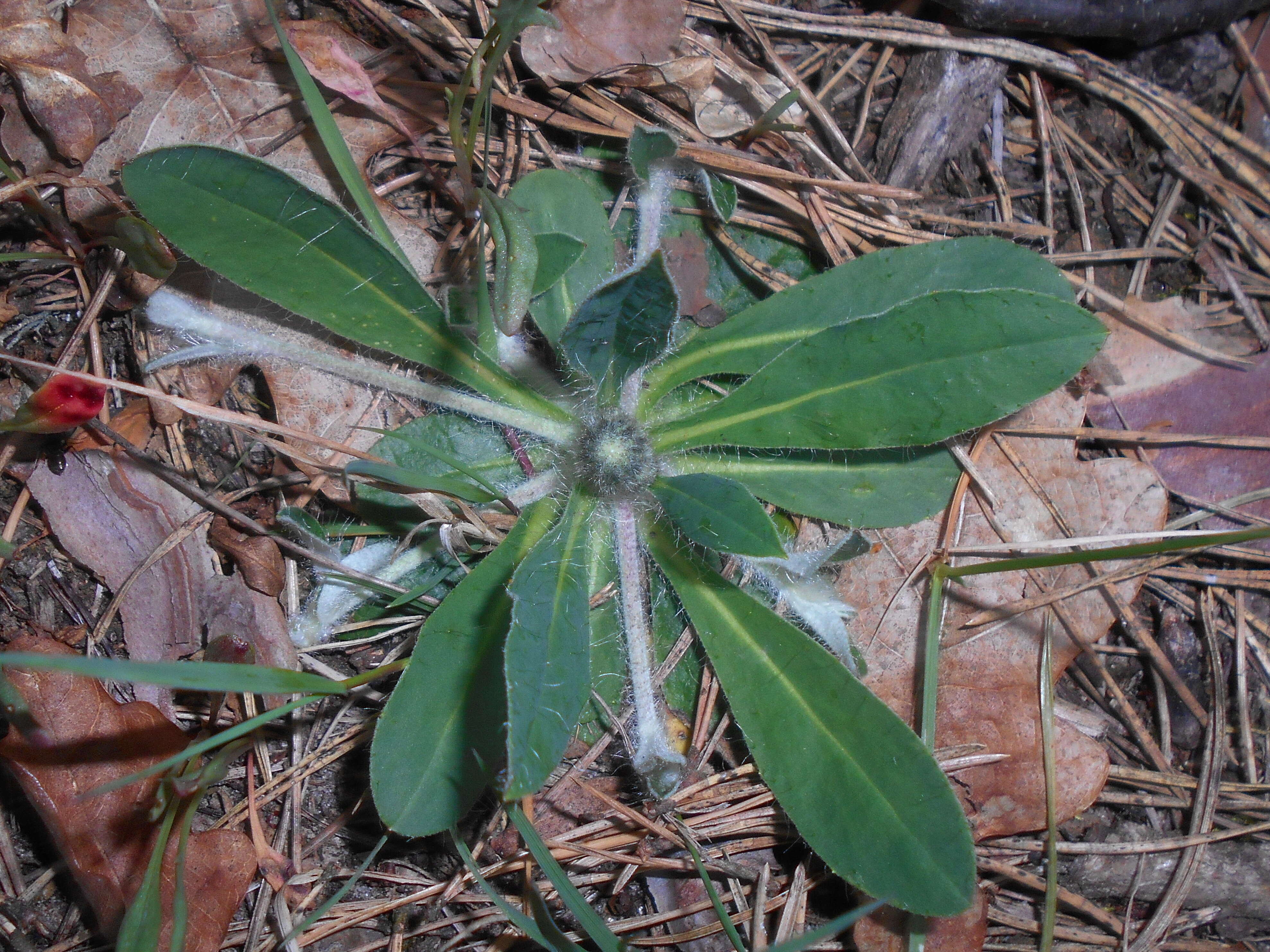 Image of Mouse-ear-hawkweed